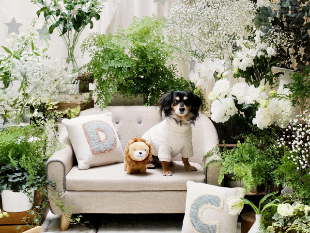 ★全ての会場でペットOK★