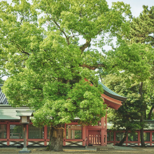 境内には一年を通して瑞々しい緑が広がる|住吉大社の写真(31398794)