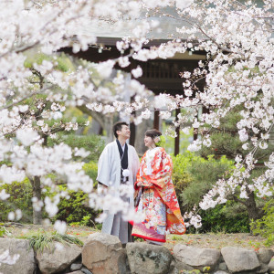 境内には美しい桜の樹も。お衣裳をより一層華やかに引き立てます。|住吉大社の写真(16035610)