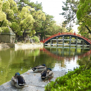 境内は自然が多く、いつものどかな雰囲気|住吉大社の写真(2849996)