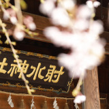 「しだれ桜」 ご本殿横に咲きお二人の挙式を華やかに・・・