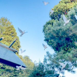 白い鳩を大空に「ピジョンリリース」|射水神社 うつくしの杜 結婚式場の写真(17687401)
