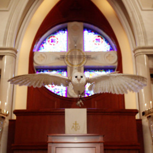 【バードセレモニー】挙式がより印象的になるよう「幸福の鳥」フクロウが誓の指を運ぶ驚きの演出が人気です。挙式後は、一緒に記念撮影もできる。|藻岩シャローム教会の写真(13559346)
