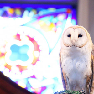 フクロウが指輪を運ぶ演出は、ゲストへのサプライズ演出としても人気です。|藻岩シャローム教会の写真(2319333)