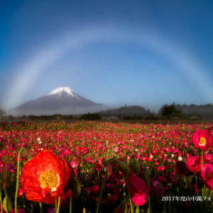 【春：富士山と白い虹】ホテルから15分の場所にある『花の都公園』で『死ぬまでには一度は見てみたい神秘の自然現象』の一つと言われている白虹。|エクシブ山中湖の写真(53793047)