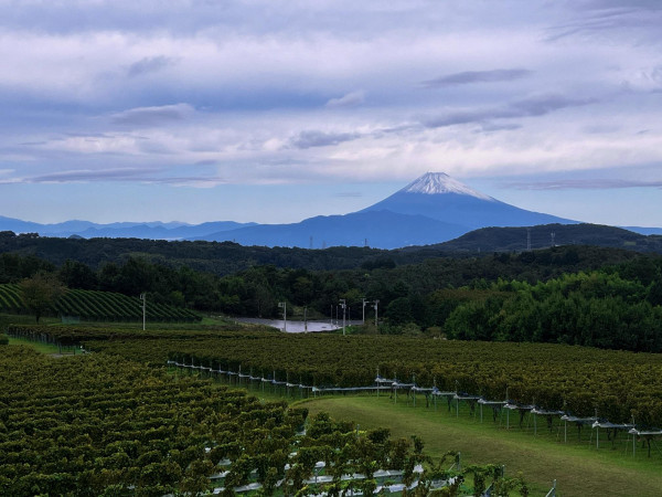 中伊豆ワイナリー シャトーT.S