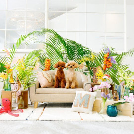 \ペットと一緒に/ワンちゃん料理特典付♪糸島フレンチ×360°海会場