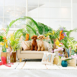 ＼ペットと一緒に／ワンちゃん料理特典付♪糸島フレンチ×360°海会場