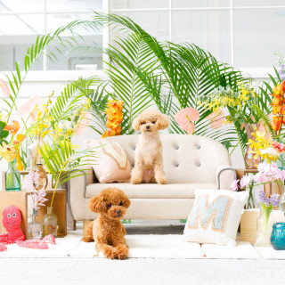 ◆ペットと一緒の結婚式◆大切な家族とリゾートウエディング*無料試食付♪