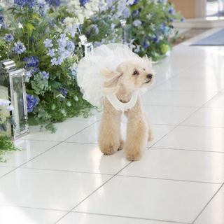 【ペットも一緒に大切な1日を】愛犬参加OK！ペットウェディングフェア