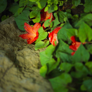 エルムガーデン日本庭園には、100種類以上の木々や花々がそれぞれの季節で咲き誇ります。自然の素晴らしさや儚さも共存しており感動を演出いたします。|エルムガーデンの写真(774695)