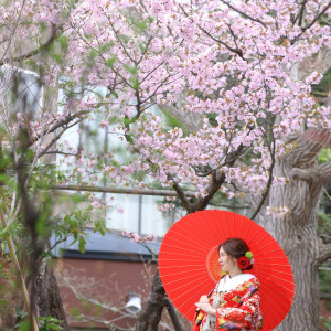 「春」・・・エルムガーデン施設の中心部にある桜の下での色打掛での撮影のご様子。赤の色打掛で艶やかなスタイルでたいせつなシーンを撮影します|エルムガーデンの写真(33388884)