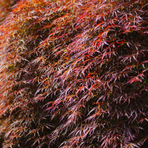 秋の枝垂れ紅葉。1000坪の日本庭園から繰り広げられる視覚でおもてなしもできます。見るゲストが記憶に残るロケーションです。|エルムガーデンの写真(774702)