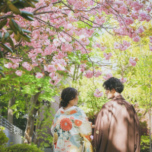「春」・・・八重桜の下での色打掛の撮影シーン。季節に合わせたコーディーネートを楽しめます。|エルムガーデンの写真(33406963)
