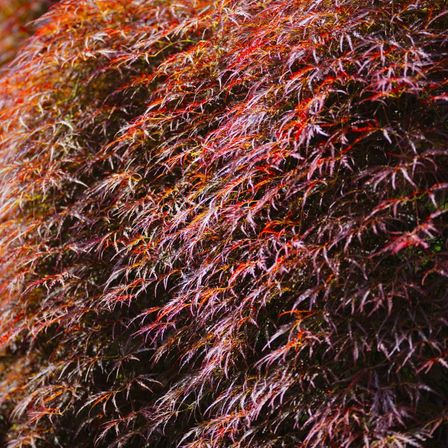 秋の枝垂れ紅葉。1000坪の日本庭園から繰り広げられる視覚でおもてなしもできます。見るゲストが記憶に残るロケーションです。|エルムガーデンの写真(774702)