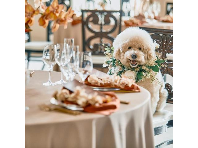 \毎年日本で一番花嫁に選ばれています/