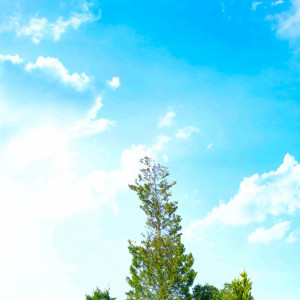 京都・北山の邸宅で貸切プライベートウエディング|アイネスヴィラノッツェ宝ヶ池（クラウディアホールディングスグループ）の写真(34647576)
