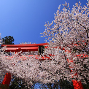大鳥居と桜|冠稲荷神社 宮の森迎賓館 ティアラグリーンパレスの写真(22045540)