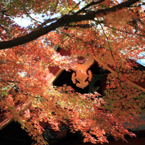 紅葉と手水舎|冠稲荷神社 宮の森迎賓館 ティアラグリーンパレスの写真(22045447)