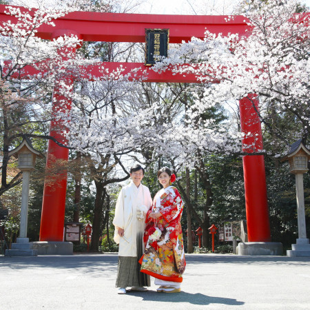 春にしか撮れない!!桜と大鳥居との一枚