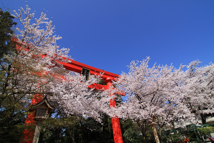 春には桜と鳥居の赤が映える時期です