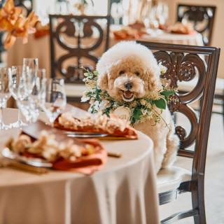 【大切な家族ペット婚】披露宴会場もご一緒に！限定特典付相談会