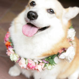 愛犬モモ