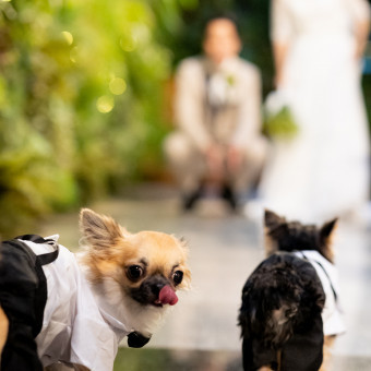大型犬も全館可能!お二人にとっての大切なご家族と一緒に一日を過ごせます