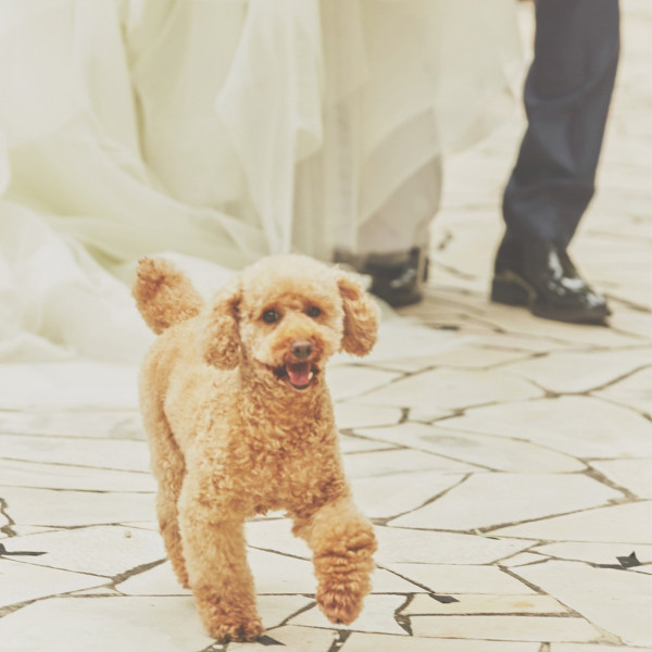 名古屋市周辺のペットと一緒の結婚式ができる結婚式場 口コミ人気の15選 ウエディングパーク
