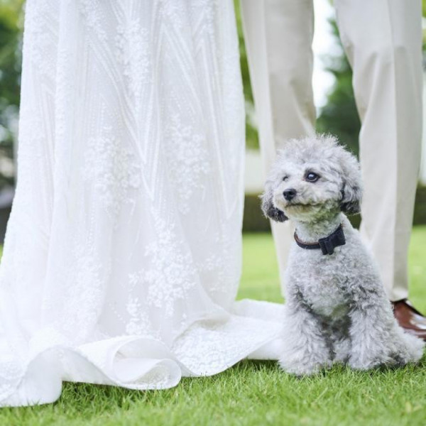 問合せ急増中の愛犬と過ごす結婚式♪嬉しいペット特典付きの限定PLAN登場！