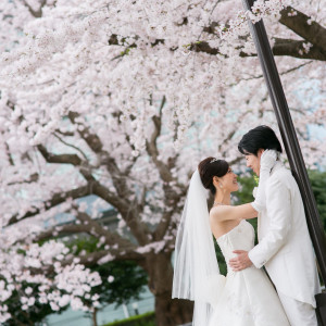 【ロケーションフォト】
満開の桜に囲まれて春らしい1枚。
白×ピンクのカラーが優しく彩ってくれます♪|ロイヤルマナーフォート ベルジュールの写真(9714501)