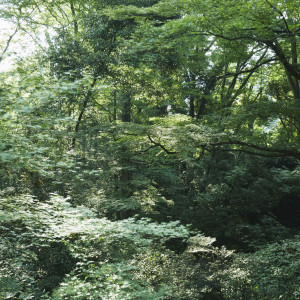 この地に「永遠に続く杜をつくりたい」という人々の想いを込め造られた、明治神宮の杜|FOREST TERRACE 明治神宮・桃林荘の写真(36386515)