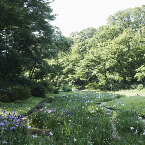 この地に「永遠に続く杜をつくりたい」という人々の想いを込め造られた、明治神宮の杜|FOREST TERRACE 明治神宮・桃林荘の写真(36386516)