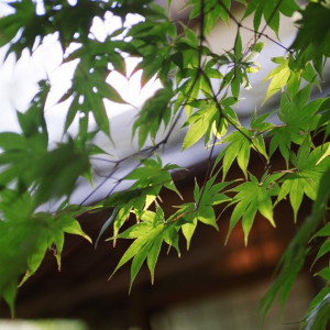 夏～緑豊かなシーズン～|桜鶴苑の写真(1395811)