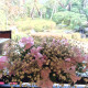 ケーキ装花