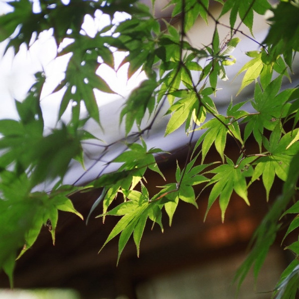 夏～緑豊かなシーズン～|桜鶴苑の写真(1395811)