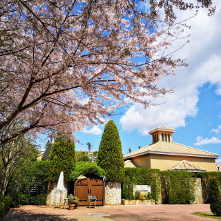 春から桜やモッコウバラ、紫陽花をバックに素敵な写真が残せる♪
