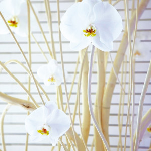 【ウエディングチャペル】聖壇の脇には「永遠の愛」を象徴する白い胡蝶蘭をあしらって。|コンラッド東京の写真(246347)