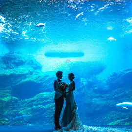 【仙台うみの杜水族館】貸切で叶える水族館ウェディングフェア