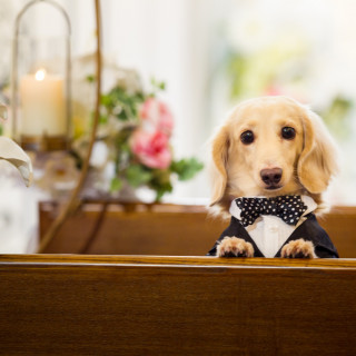 【WEDDING with PET♪】見学日から愛犬と一緒