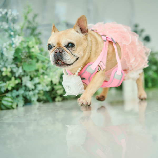 リングドッグや結婚証明書の肉球サインもおすすめ