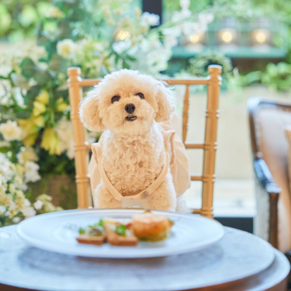 ●料理3,000円×人数分＆ドリンク1,000円×人数分OFF●ペット用コース料理プレゼント