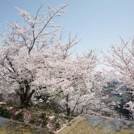 四季おりおりの表情が楽しめる。|SOLA KOBE（ソラ コウベ）の写真(693888)