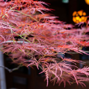 お庭には季節を感じる植物が。|権八 西麻布の写真(18454582)