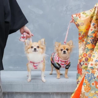 【ペットウェディングが叶う】貸切邸宅見学＆演出ブッフェ体験×見積相談