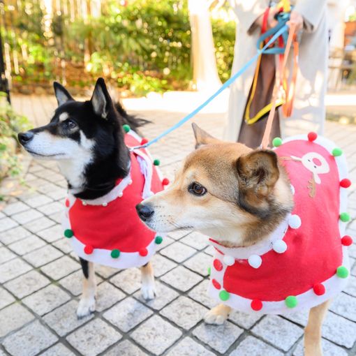 フェリーチェガーデン日比谷（東京都指定有形文化財）の結婚式の公式写真（3枚目）