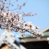 満開の桜の花は、おふたりの最幸の日に彩りを添えて