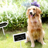 大好きな愛犬とのウエディングも!
ゲストにも愛されるファミリーウエディング♪
