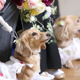 【ペットと挙式・披露宴】ペットも参加型挙式 少人数でも 1日貸し切り
