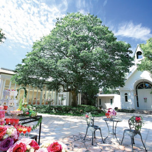 緑の木|アンジュ・デ・ラヴィの写真(973349)